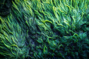  Green algae covered granite boulder in a riverbed. Background and texture. Swamp algae. - Powered by Adobe