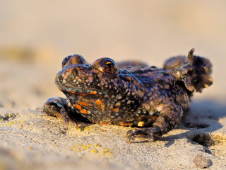 funny frog outdoor (bombina bombina)