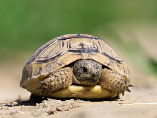 Spur thighed turtle (Testudo graeca) in natural habitat