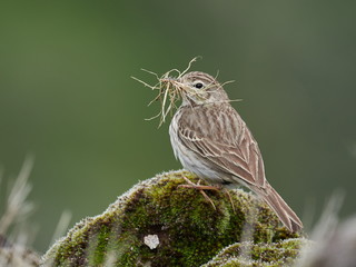 Berthelot's Pipit (Anthus berthelotii) in natural habitat