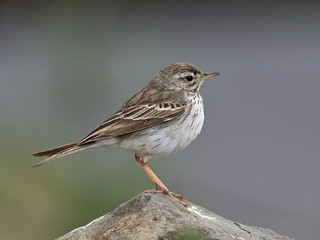 Berthelot's Pipit (Anthus berthelotii) in natural habitat