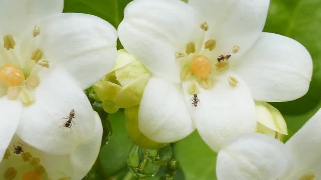 Panning through a Orange jessamine, Murraya paniculata, Family Rutaceae
