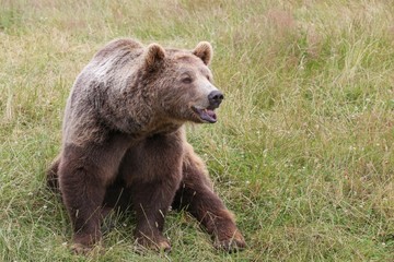 Brown bear in the nature 