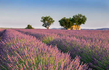 Fototapeta na wymiar Beautiful lavender fields at sunset time. Valensole.Provence, France