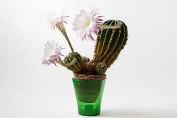 Beautiful silky pink tender Echinopsis Lobivia cactus flower and green thorny spiky plant on white background

