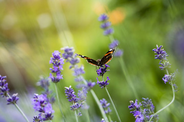 butterfly on the lavender