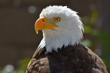 The Bald Eagle (Haliaeetus leucocephalus) portrait