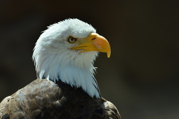 The Bald Eagle (Haliaeetus leucocephalus) portrait
