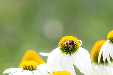 Hummel auf Blumenblüte © Jamrooferpix