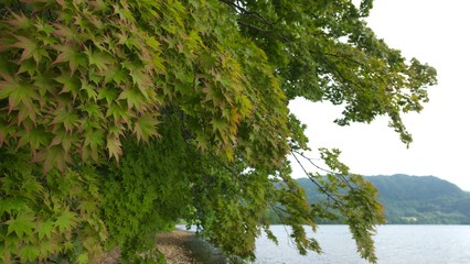 湖畔に揺れる新緑の小枝