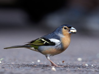 Common chaffinch bird on stone (fringilla coelebs)