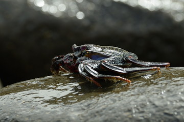Big red crab on stone at seashore