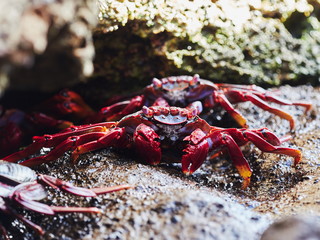 closeup of red Sally Lightfoot Crab feeding on black lava rock