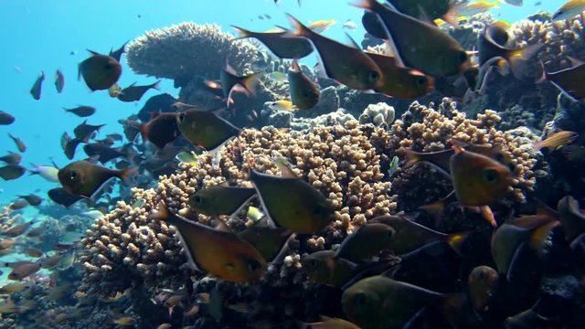 School of fishes Vanikoro Sweeper swims near coral reef in Red sea. Egypt