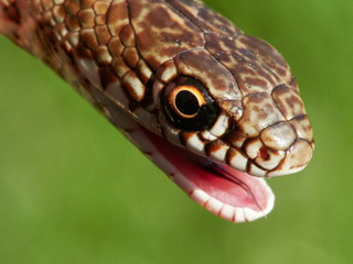 snake in natural habitat (Dolichophis caspius)