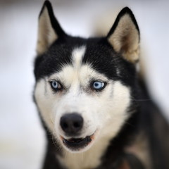 Siberian Husky dog portrait