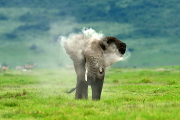 Fototapeta na wymiar Elephants , Serengeti natural park, Tanzania
