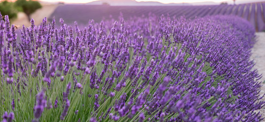 Beautiful lavender fields at sunset time. Valensole.Provence, France