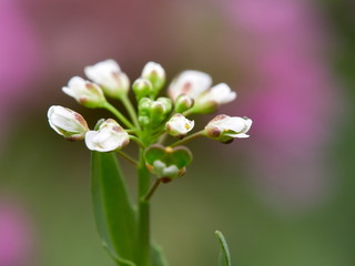 blooming flowers on wild meadow in spring
