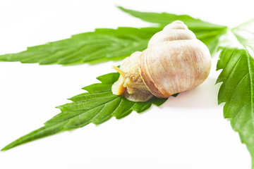 grape snail on leaves Cannabis