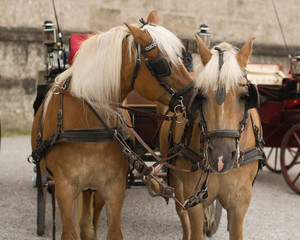 tan horses in harness Vienna
