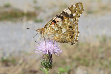Distelfalter auf Blüte
