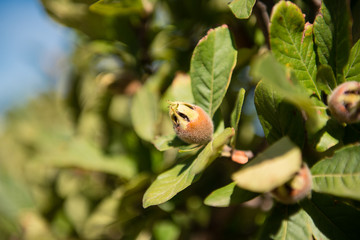 Brown unripe closed medlar fruit on tree branch
