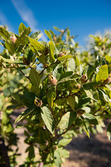 Brown unripe closed medlar fruits on tree branch