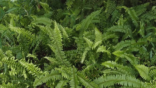 Panning through a thick forest with thick bracken foliage