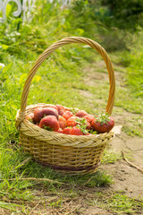 Fototapeta na wymiar Strawberry in Basket on Grass