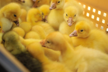 Yellow small ducklings in the basket