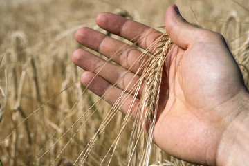 Fototapeta na wymiar Wheat ear in the hand.Harvest concept