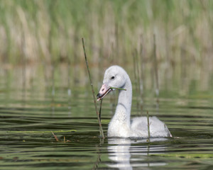 Young Whooper Swan (Cygnus Cygnus) eats Water horsetail