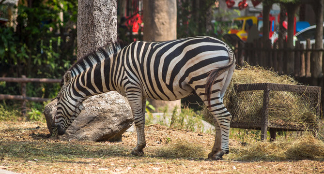 Fototapeta zebra eating