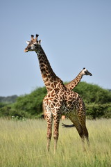 giraffe in natural habitat in African natural park