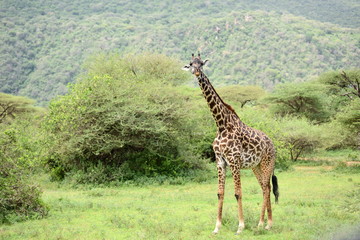 giraffe in natural habitat in African natural park