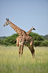 giraffe in natural habitat in African natural park
