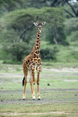 Naklejka na ściany i meble giraffe in natural habitat in African natural park