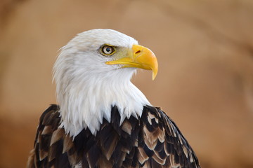 The Bald Eagle (Haliaeetus leucocephalus) portrait