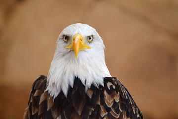 The Bald Eagle (Haliaeetus leucocephalus) portrait