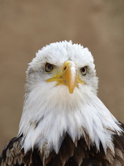 The Bald Eagle (Haliaeetus leucocephalus) portrait