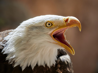The Bald Eagle (Haliaeetus leucocephalus) portrait