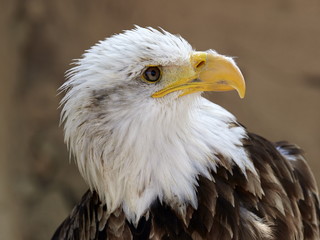 The Bald Eagle (Haliaeetus leucocephalus) portrait