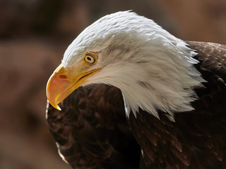 The Bald Eagle (Haliaeetus leucocephalus) portrait