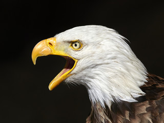 Obraz premium The Bald Eagle (Haliaeetus leucocephalus) portrait