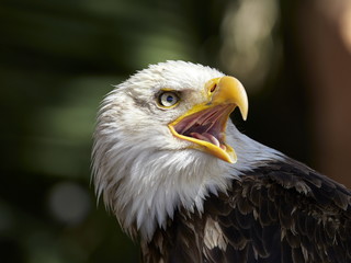 The Bald Eagle (Haliaeetus leucocephalus) portrait