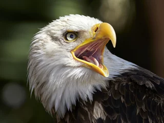 Cercles muraux Aigle The Bald Eagle (Haliaeetus leucocephalus) portrait