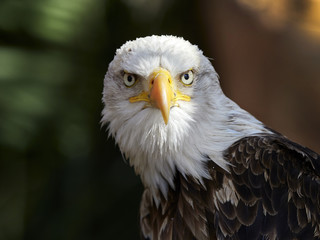 Fototapeta premium The Bald Eagle (Haliaeetus leucocephalus) portrait
