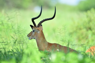 Impala (Aepyceros melampus) in African natural park