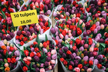 Bouquets of red, pink and purple tulips freshly picked for sale at flower market in Amsterdam, The Netherlands